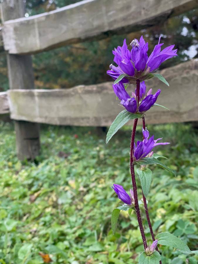 ewa kloge psycholog pruszkow 25